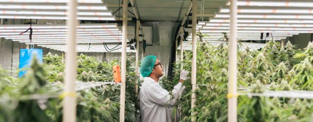 Protecting Cannabis Boom