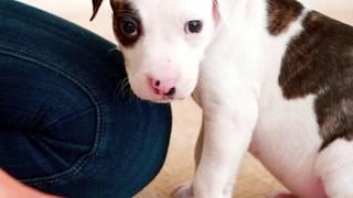 The Secret to Removing Dog and Cat Urine Stains and Odors from Carpeting